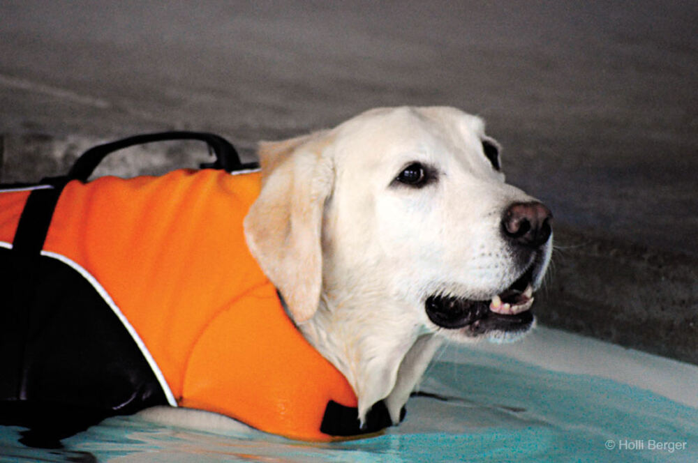 Samantha the dog in an orange life vest swimming