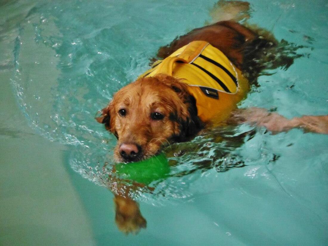 Dog swimming in Aqua Dog pool