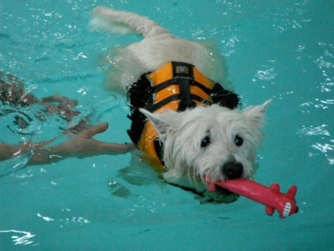 Dog enjoying warm water therapy
