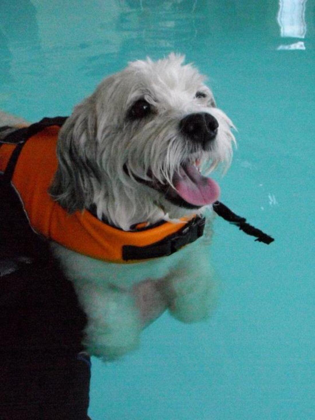 Swim therapy session in progress