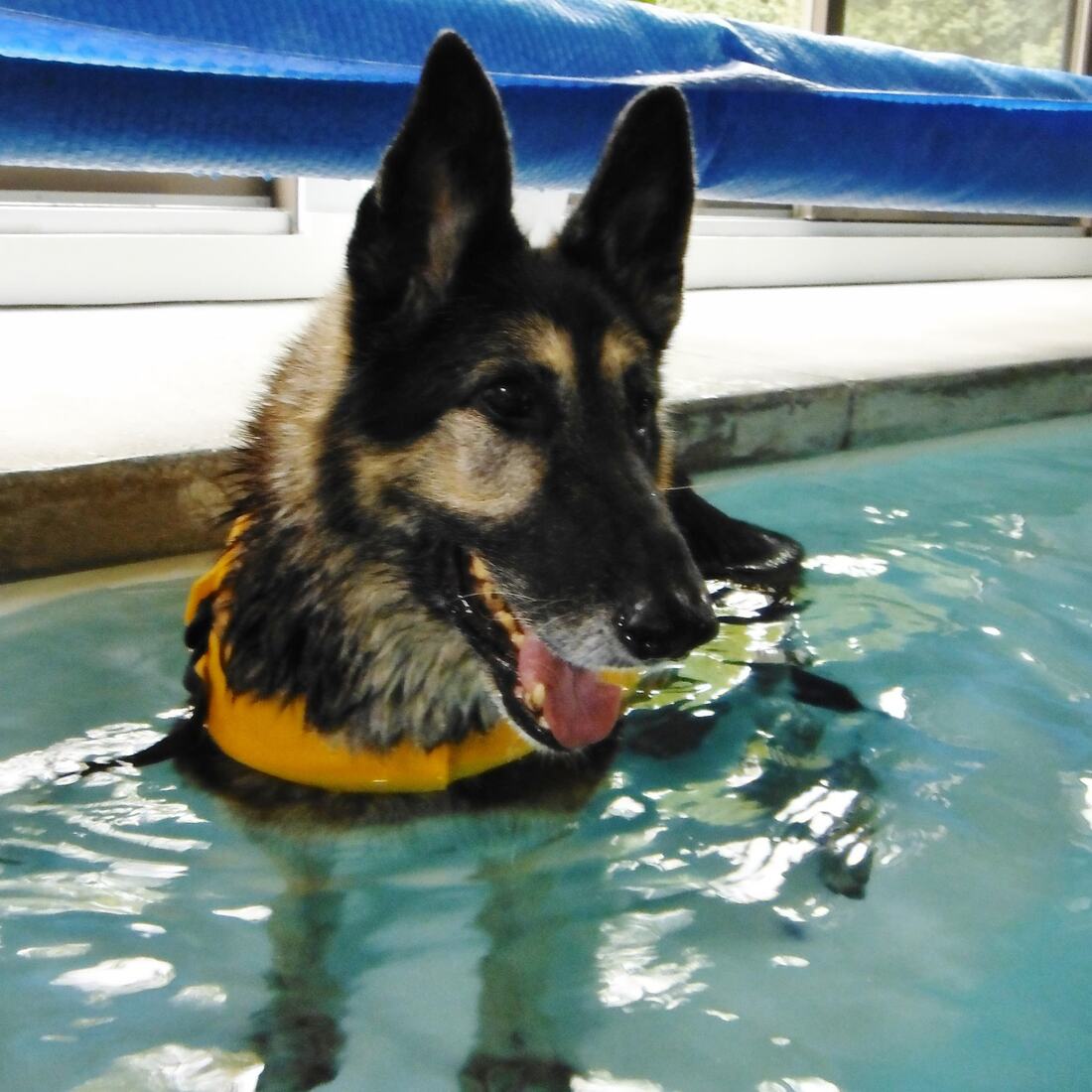 Dog wearing orange life vest in pool