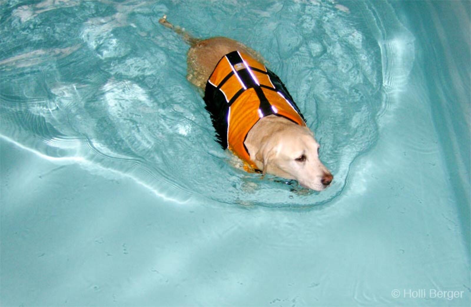 Dog swimming underwater in a life vest